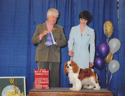 Cavalier King Charles Spaniels - Beckwith Cavaliers - There's Only One - Best of Winners